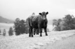 Country Cow  Stock Photo