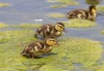 Funny Cute Chicks Of The Mallards Stock Photo