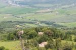 Collared Dove Perched On A Tree In Val D'orcia Tuscany Stock Photo