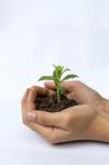 Hand Holding Green Plant Stock Photo