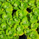 Water Cabbage Stock Photo