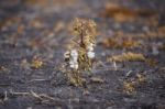 Cotton Field In Oakey Stock Photo