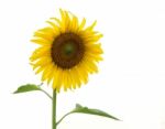 Sunflowers On White Background Stock Photo