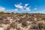 Vegetation On The Sand Dunes Of Ria Formosa Marshlands Stock Photo