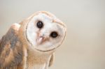 Common Barn Owl ( Tyto Albahead ) Close Up Stock Photo