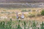 Pronghorn (antilocapra Americana Stock Photo