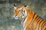 Tiger ,big Cat On The Waterwall Stock Photo