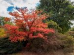 Japanese Maple (acer Palmatum) In Autumn Colours Stock Photo