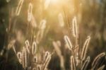 Grass Flowers Stock Photo