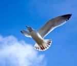 Free As A Bird Stock Photo