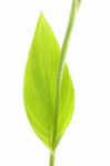 Canna Lily Leaf On White Background Stock Photo