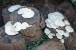 White Mushrooms Growing On Dead Wood Stock Photo