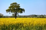 Rape In The Essex Countryside Stock Photo