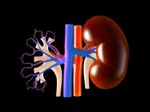 Kidney Stock Photo