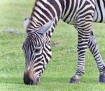 Image Of A Zebra Eating The Grass On A Field Stock Photo