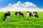 Cows On A Green Field And Blue Sky Stock Photo