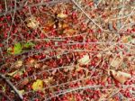 Barberry Branch With Red Berries Stock Photo