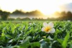 Plumeria Flower On Green Grass Stock Photo