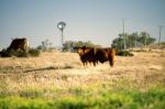 Cows And A Windmill In The Countryside Stock Photo