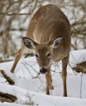 Beautiful Isolated Photo Of A Wild Deer In The Snowy Forest Stock Photo