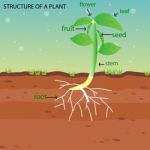 Structure Of Plant Stock Photo