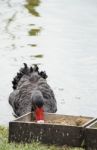 Duck Feed Stock Photo