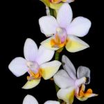 Phalaenopsis Hybrid Stock Photo