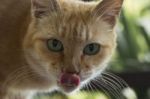 Cat With Bright Green Eyes Stares At You With His Tongue Out! Stock Photo