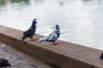 Pigeon Stock Photo