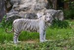 Female White Bengal Stock Photo