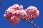 Tree With Pink Flowers Stock Photo