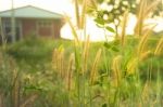 Silhouette Grass Field In Front Of Home With Sunlight Rim Light Stock Photo