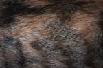 Close Up Of Cat Fur Stock Photo