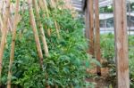 Plantation Of Tomatoes In The Organic Garden Stock Photo