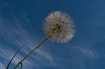 Dandelion Stock Photo