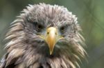 White-tailed Sea Eagle (haliaeetus Albicilla) Stock Photo