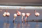 Flamingos In Lake Stock Photo