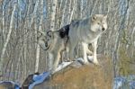 2 Gray Wolves In The Snow Stock Photo