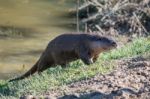 Eurasian Otter (lutra Lutra) In Natural Habitat Stock Photo