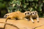 Meerkat Resting On Ground Stock Photo