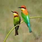 Chestnut-headed Bee-eater Stock Photo