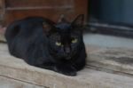 Black Cat And Yellow Eyes Sleep On Wooden Stock Photo