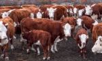 Argentinean Cows Stock Photo