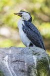 Australian Bird Stock Photo