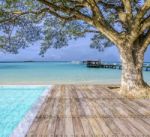 Big Tree On The Beach Stock Photo