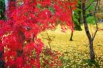 Red Maple Leaves At Eikando Temple In Kyoto Stock Photo