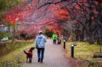 Walk With Best Friend Dog Stock Photo