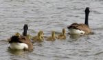 The Geese Family Convoy Stock Photo