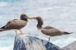 Juvenile Nazca Booby In Galapagos Stock Photo