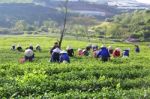 Dalat, Vietnam, July 30, 2016: A Group Of Farmers Picking Tea On A Summer Afternoon In Cau Dat Tea Plantation, Da Lat, Vietnam Stock Photo